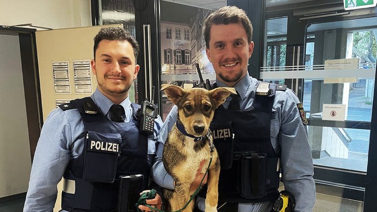 Der gerettete Hund (Foto: Polizeipräsidium Mainz)