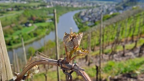 Frostschäden im Weinberg: Ein Winzer aus Saarburg sagte dem SWR, dass bis zu 70 Prozent des bisherigen Austriebs seiner Weinreben Schaden genommen haben.  (Foto: Saarweingut Peter Burens)