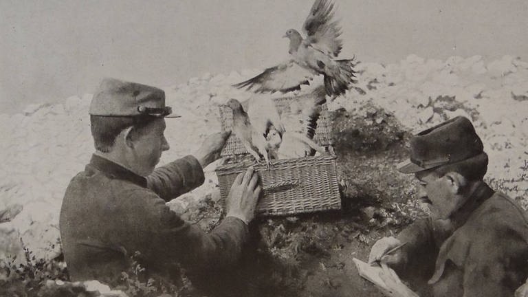 Tiere im Krieg Brieftauben 1916 französische Soldaten