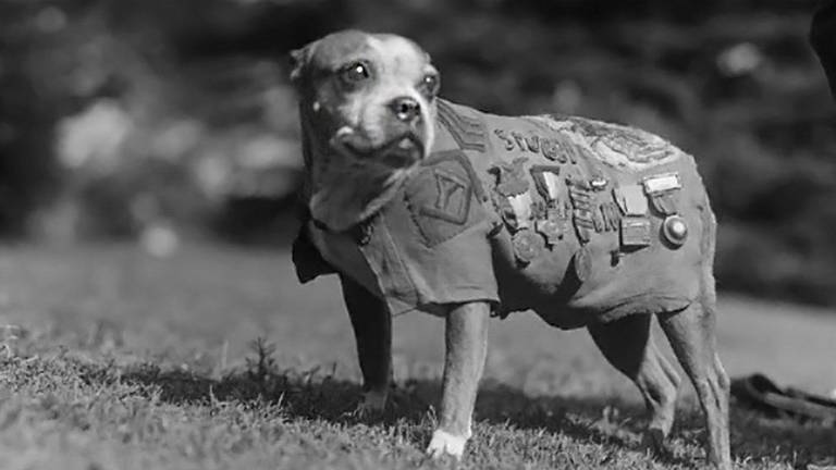 Tiere im Krieg Sergeant Stubby the Dog