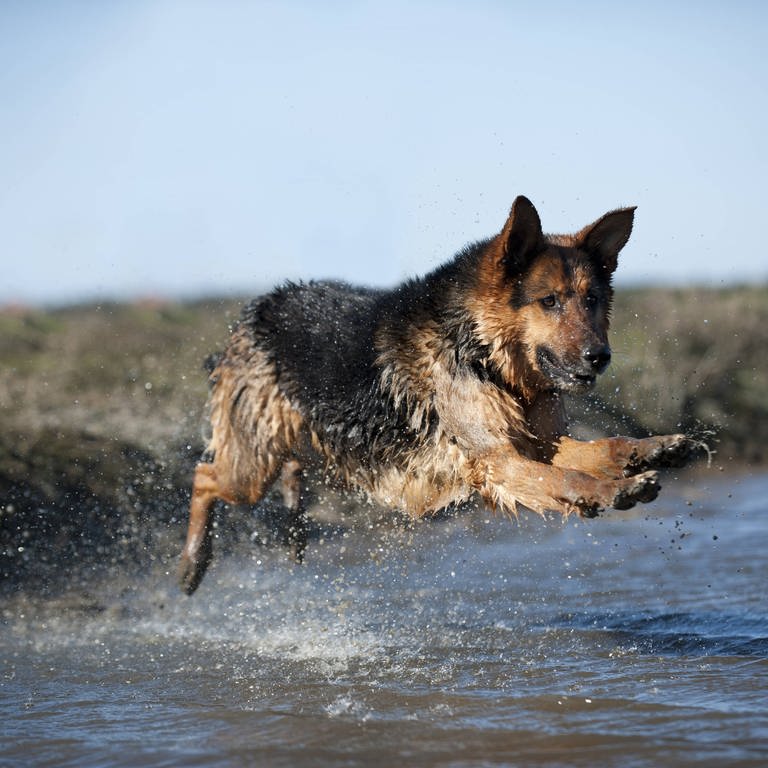 Bilder zum Artikel "Der Schäferhund"  (Foto: IMAGO, imago stock&people)