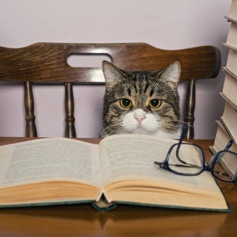 Eine Katze mit Brille vor einem Stapel Bücher