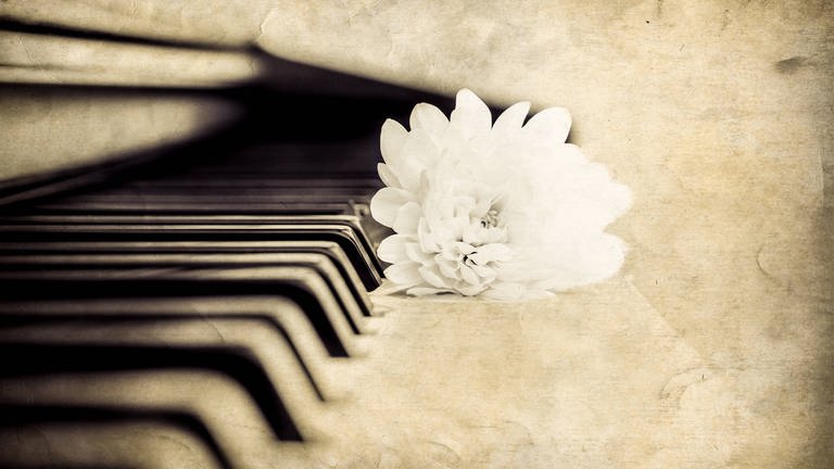 Nahaufnahme von Klaviertasten, weiß Blüte liegt auf ihnen