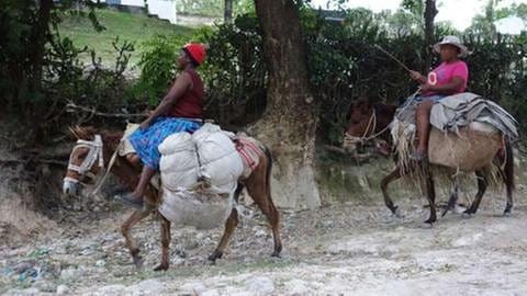 Gesunde Böden für Haiti