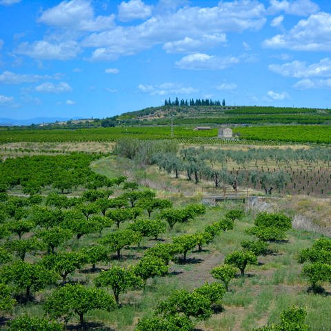 Landschaft zwischen Catania und Enna, Sizilien - Orangenplantage mit Oliven