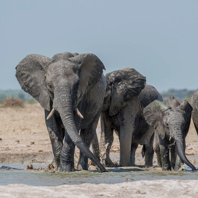 Afrikanische Elefanten (Foto: picture-alliance / Reportdienste, picture alliance / imageBROKER | Matthias Graben)