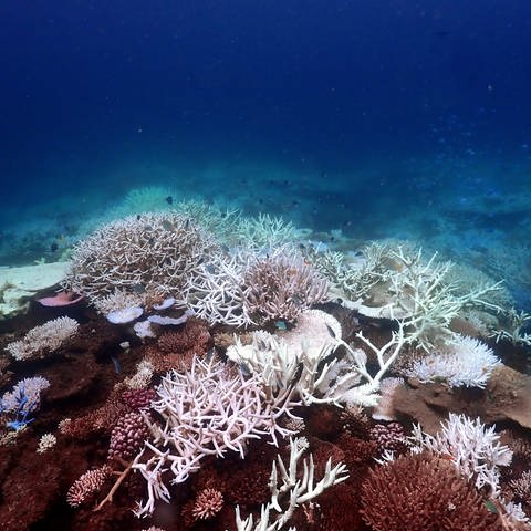 Das Bild zeigt die Korallenbleiche vor Lizard Island im südlichen Great Barrier Reef.  (Foto: picture-alliance / Reportdienste, picture alliance/dpa/CSIRO | Supplied)