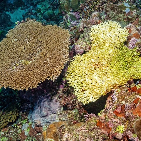 Gesunde Hyazinth-Koralle und abgestorbene Steinkoralle (Foto: IMAGO, imageBROKER/FrankxSchneider)