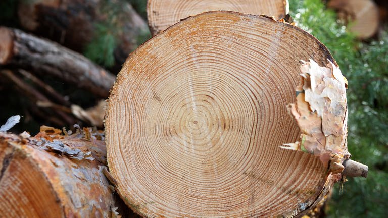Forschende haben eine neue Methode der Baumring-Analyse entwickelt, die die Klimaerwärmung bestätigen.