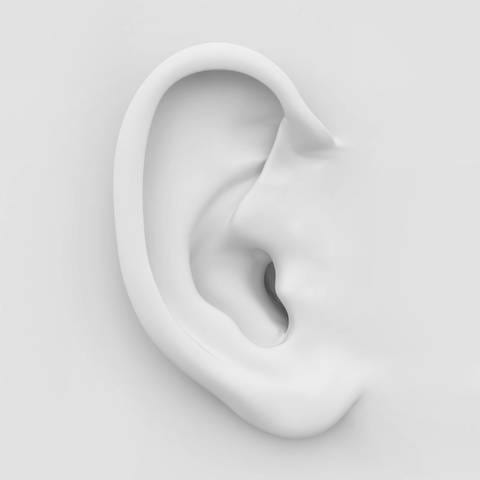 Menschliches Ohr: Schlitzohr ist der Ausdruck für einen durchtriebenen Menschen, für einen listigen bis hinterlistigen Gesellen. Der Ausdruck wird auf die Handwerkszünfte zurückgeführt. Eine alternative Erklärung ist, dass es sich um eine Anspielung auf den Teufel handelt. (Foto: Colourbox)