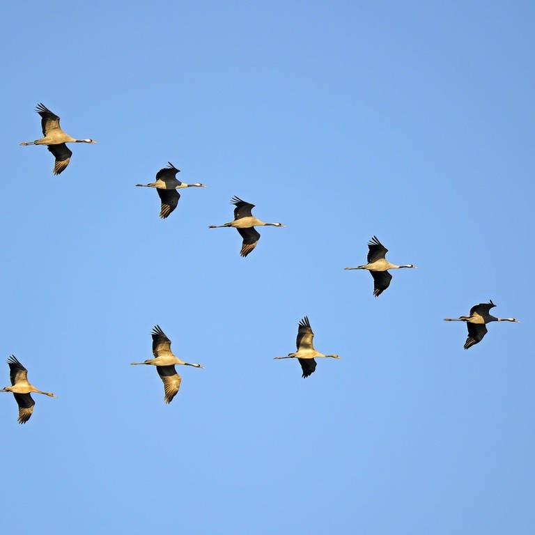 Kraniche fliegen in V-Formation: Der Vogel, der vorne fliegt, muss mehr Energie aufwenden als die anderen