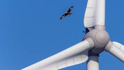 Rotmilan, der in der Nähe eines Windrades fliegt. Windräder sind für viele Vögel eine Todesfalle.  (Foto: IMAGO, imago images / Shotshop)