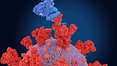 Ein Corona-Virus bindet mit seinem Spike-Protein an eine Körperzelle (Foto: IMAGO, IMAGO / Science Photo Library)