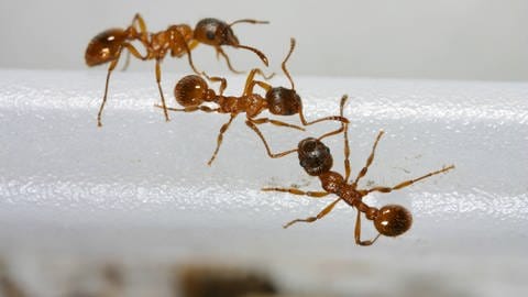 Offenbar können infizierte Ameisen selbst erkennen, wenn sie einen Erreger in sich tragen. Sie isolieren sich dann freiwillig aus dem Nest.  (Foto: IMAGO, imago/blickwinkel)