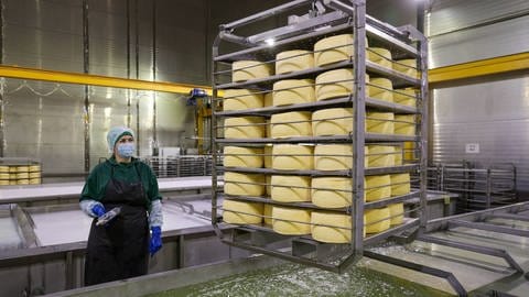 Molke ist die wässrig gelbe Restflüssigkeit, die bei der Käseherstellung entsteht. Sie kann dafür genutzt werden, aus Elektroschrott Gold zu recyceln. (Foto: IMAGO, IMAGO / ITAR-TASS)