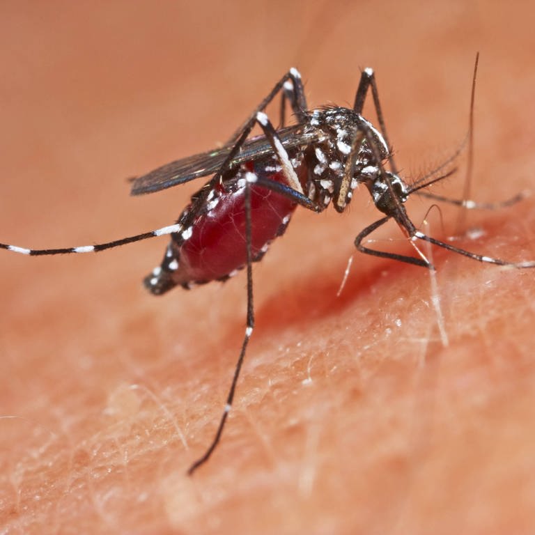 Tigermücken können auch Tropenkrankheiten wie Dengue-Fieber übertragen. Und sie stechen auch gerne tagsüber.