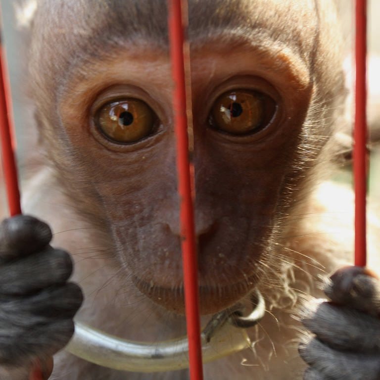 Das Bild zeigt einen Baby Makake-Affen in einem Käfig. (Foto: IMAGO, ZUMA Wire)