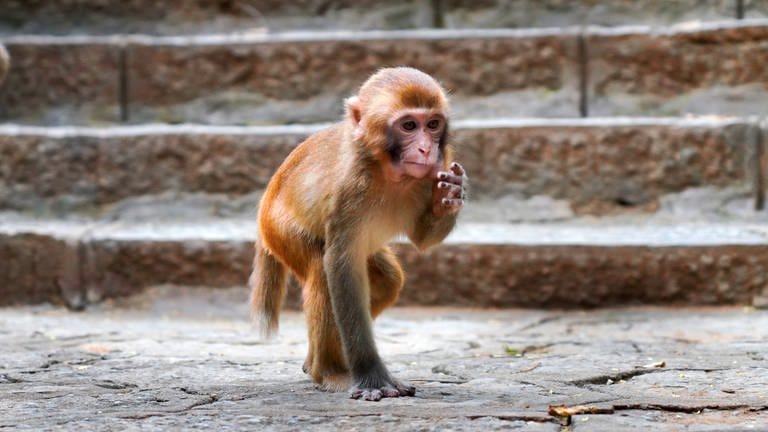 Das Bild zeigt einen Makake-Affen.