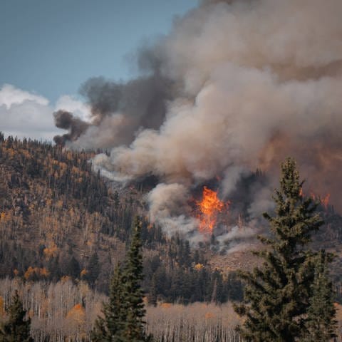 Waldbrand aus der Vogelperspektive (Foto: IMAGO, IMAGO / ZUMA Wire)