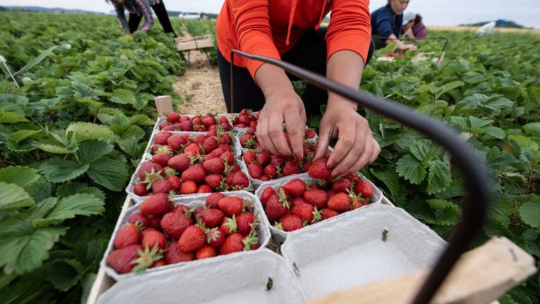 Künstliche Intelligenz spielt auch in der Landwirtschaft eine immer größere Rolle. Ki-gesteuerte Roboter, die Erdbeeren pflücken, könnten schon bald Realität werden. Bildmotiv: Eine Erntehelferin pflückt auf einem Erdbeerfeld Erdbeeren. 