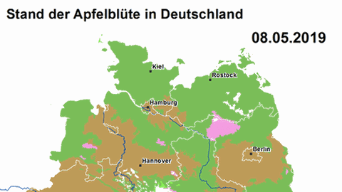Apfelblütenlandkarte 8. Mai (Foto: SWR, SWR -)