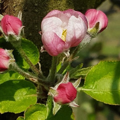 Erste geöffnete Apfelblüte in Denzlingen bei Freiburg