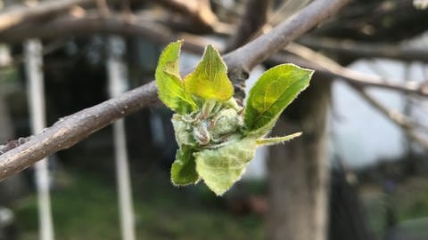 Kleine,geschlossene und noch grüne Apfelblütenknospen (Foto: SWR)