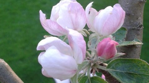 Weiße, frisch geöffnete Apfelblüten (Foto: SWR)