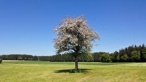 Apfelbaum in Frühling (Foto: SWR, SWR -)