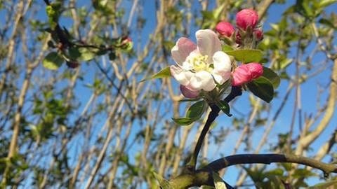 Apfelblüte in Umpeau in Frankreich (Foto: SWR, SWR -)
