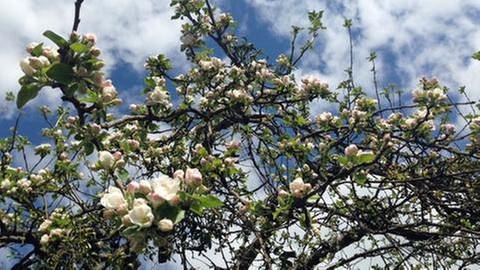 Apfelblüte in Gomaringen (Foto: SWR, SWR -)