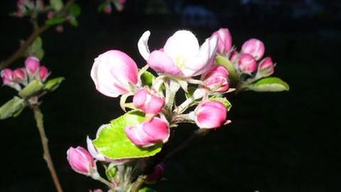 Apfelblüte in Geraberg (Foto: SWR, SWR -)