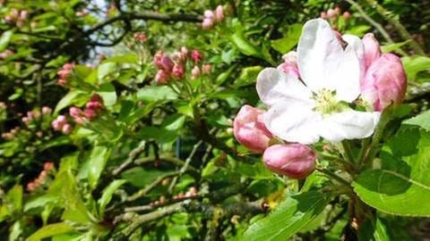 Apfelblüte in Bremerhaven (Foto: SWR, SWR -)