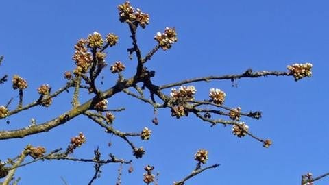 Beginn der Kirschblüte in Karlsruhe (Foto: SWR, SWR -)