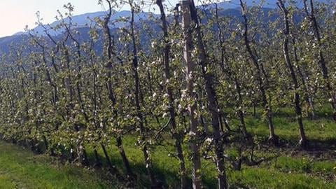 Apfelblüte Südtirol (Foto: SWR, SWR -)