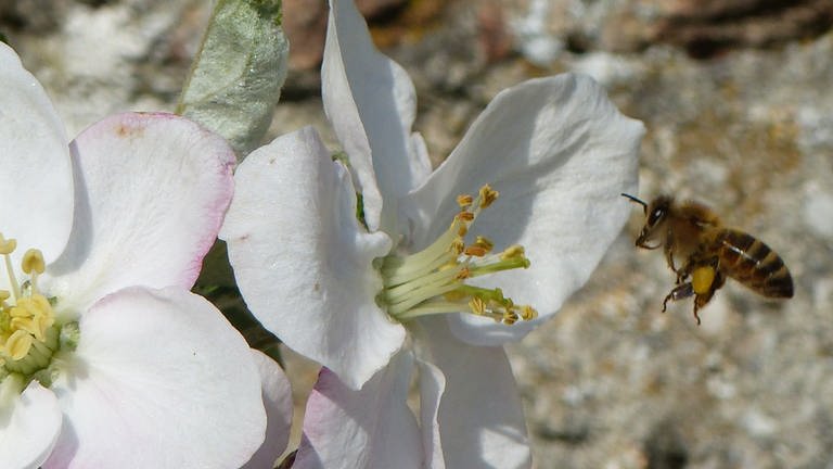 3. Mai Biene im Landeanflug auf Apfelblüte. Tolles Bild. Entstanden an einem vollblühenden Baum in der Erzabtei St. Ottilien in Oberbayern nahe dem Ammersee.