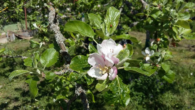 7. Mai: Apfelblüte in Weil der Stadt erhält Käferbesuch.