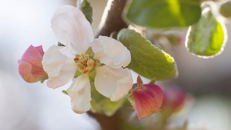 20. Mai: Die Apfelblüte beginnt in Kirkkonummi in Finnland!!! Der Ort liegt bei Helsinki im Süden des Landes. Die Sorte, die dort jetzt aufblüht, ist der Weiße Klarapfel. Vielen Dank für die News aus Finnland. Ist wohl der Skandinavientag heute bei der Apfelblütenaktion! :) 