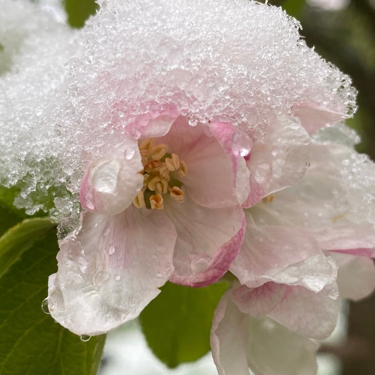 22. April: In Guest in Vorpommern hat sich diese Apfelblüte für das Tragen einer modischen Schneehaube entschieden. Schick. Und schützt möglicherweise vor dem Blüten-Kältetod. (Foto: SWR)