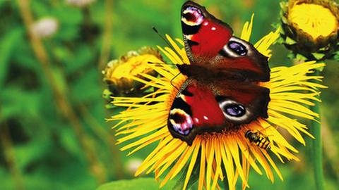 ein Schmetterling auf einer Löwenzahnblüte (Foto: Colourbox, Foto: Colourbox.de -)