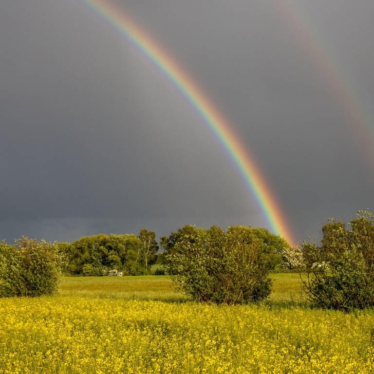SWR4 Wettermelder: Ein Regenbogen ist nach einem Schauer über den Feldern mit gelben Blumen und einigen Büschen zu sehen.