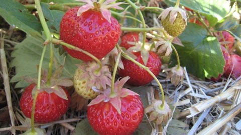 Reife und unreife Erdbeeren an einer Erdbeerpflanze.