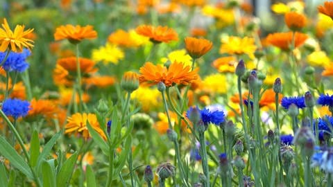 Sommerblumen direkt ins Beet säen: ein Beet mit vielen bunten Wildblumen, wie Ringelblumen und Kornblumen.