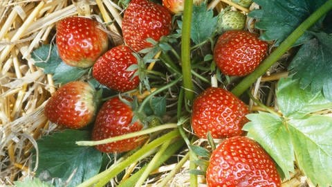 Reife Erdbeeren an einer Erdbeerpflanze.