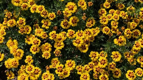 Die Sudentenblume, auch Tagetes genannt, mit ihren tollen gelb-schwarzen Blüten.