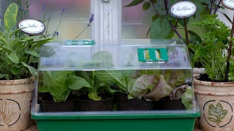 Eine Fensterbank mit verschiendenen Kräuter-Töpfen. In der Mitte steht ein Minigewächshaus mit jungen Gemüsepflanzen.