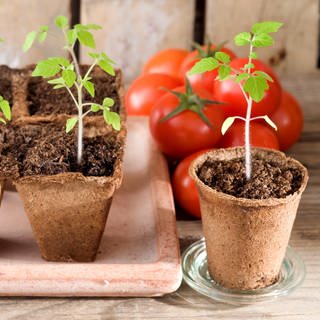 Junge Tomatenpflanzen stehen zur Auspflanzung bereit. Im Hintergrund reife Tomaten, die auf einem Holzbrett liegen.