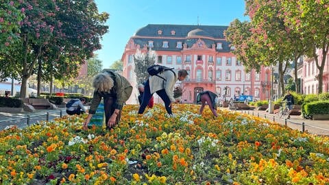 In Mainz dürfen jedes Jahr am Ende des Frühjahrs Blumen aus den öffentlichen Beeten mit nach Hause genommen werden.