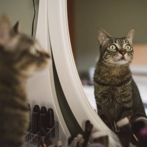 Katze sitzt vor einem Spiegel und schaut zur Seite: Manche Tiere erkennen sich vor dem Spiegel selbst. Katzen allerdings bestehen den Spiegeltest nicht. (Foto: IMAGO, IMAGO / Westend61)