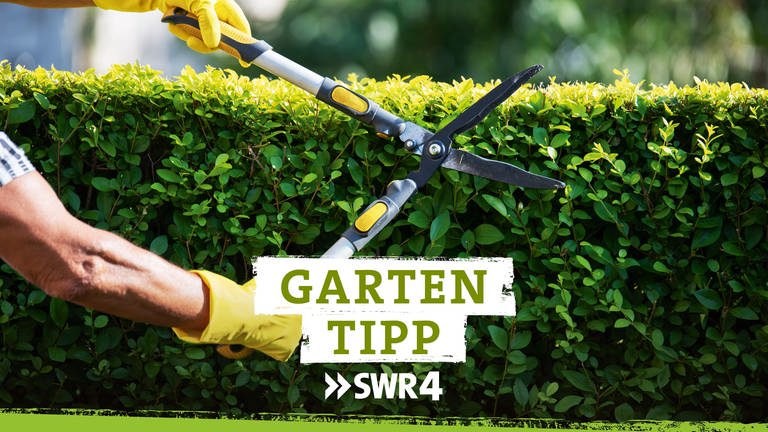 Podcast SWR4 Gartentipp (Foto: Getty Images, SWR, Fotograf: jacoblund)